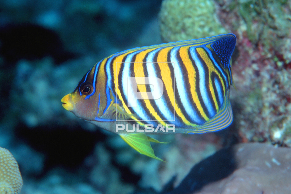 Peixe-anjo - Pygoplites diacanthus - atol de Mili