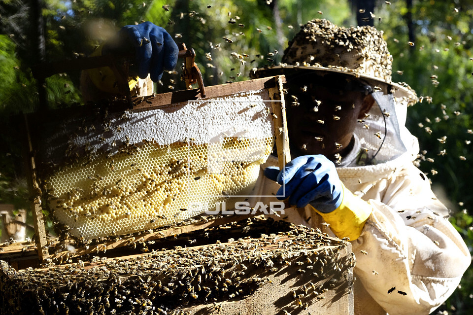 Indígena Kuikuro na aldeia Ipatsé verificando produção do projeto Mel do Xingu - Parque Indígena do Xingu