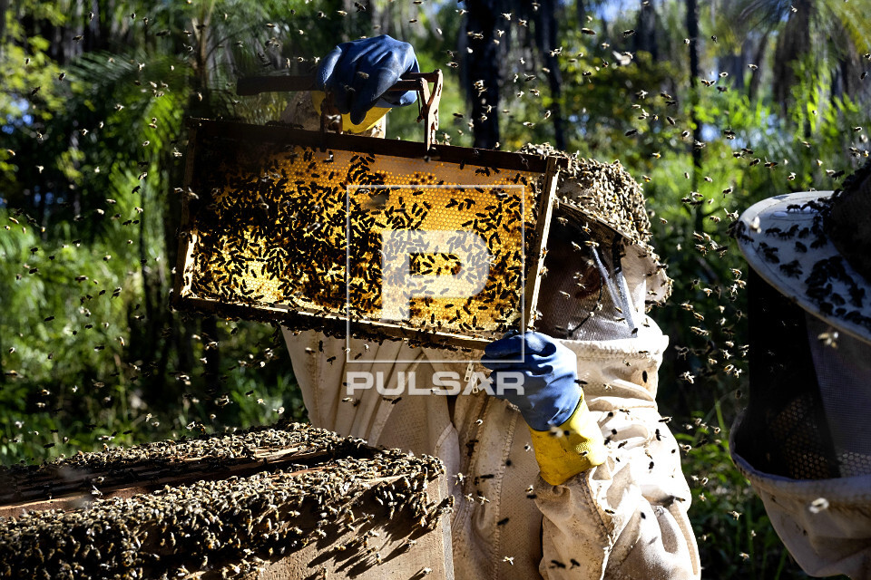Indígenas Kuikuro na aldeia Ipatsé verificando produção do projeto Mel do Xingu - Parque Indígena do Xing