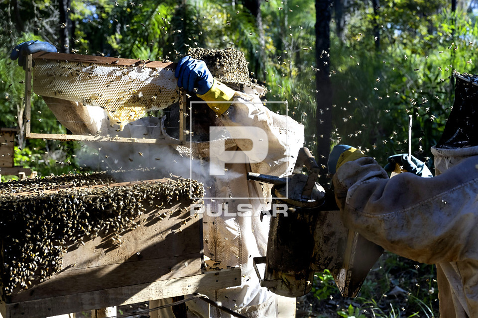 Indígenas Kuikuro na aldeia Ipatsé verificando produção do projeto Mel do Xingu - Parque Indígena do Xing