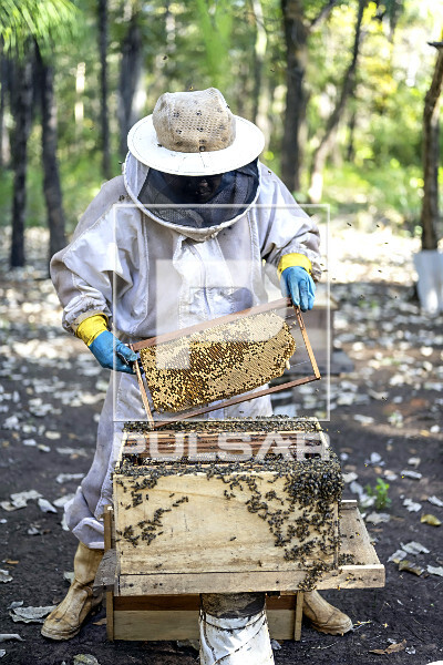 Indígena Kuikuro na aldeia Ipatsé tirando colmeia de caixa do projeto Mel do Xingu - Parque Indígena do Xin