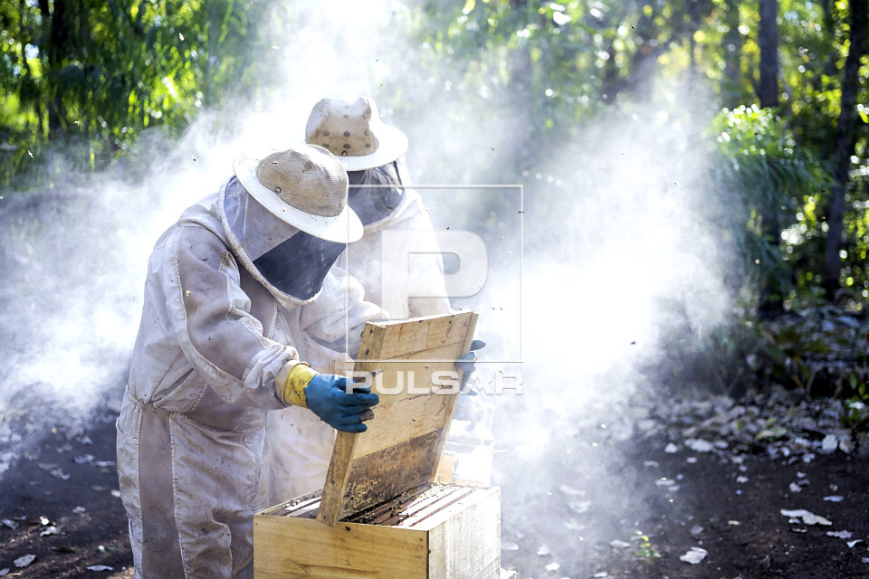 Indígenas Kuikuro na aldeia Ipatsé verificando produção do projeto Mel do Xingu - Parque Indígena do Xing