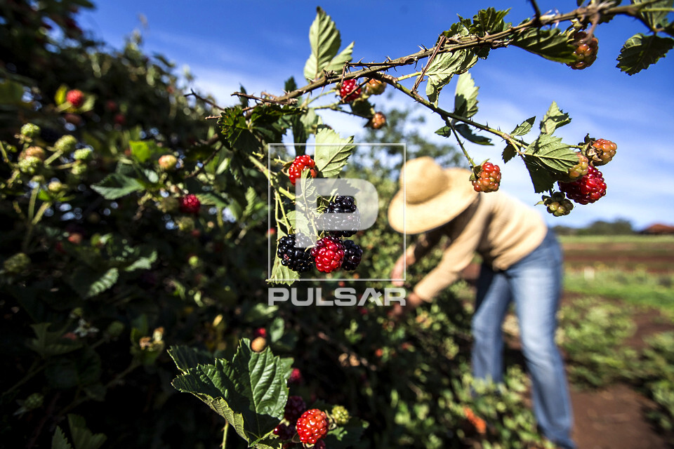 Framboesas em ponto de colheita em pequena propriedade rural - 