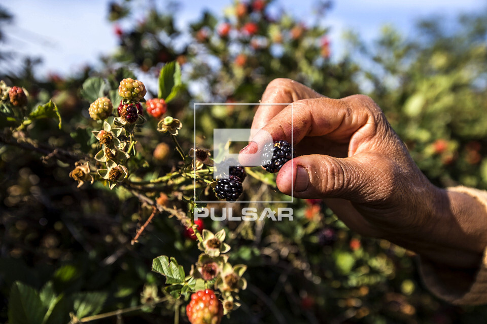 Framboesas em ponto de colheita em pequena propriedade rural - 