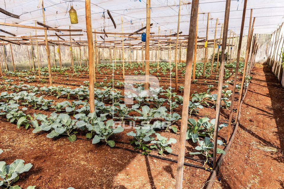 Plantação de brócolis em estufa - propriedade dedicada a produção agroecológica em sistema agroflorestal