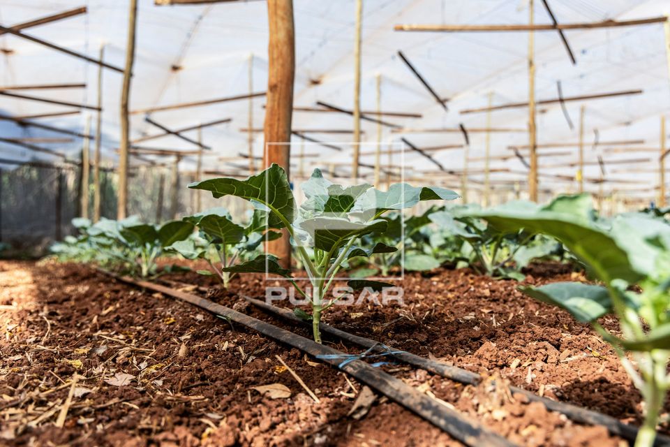 Plantação de brócolis irrigada por gotejamento em propriedade dedicada a produção agroecológica em siste