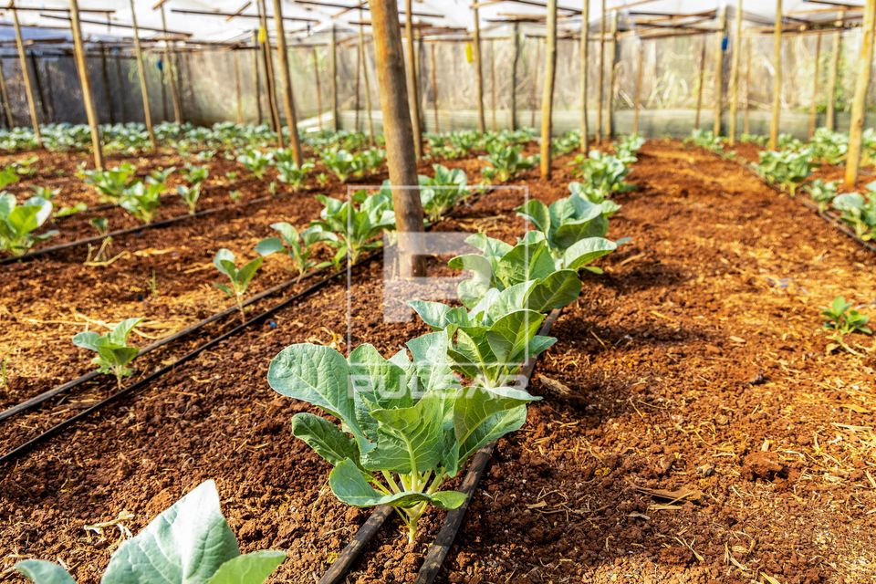 Plantação de couve flor irrigada por gotejamento em propriedade dedicada a produção agroecológica em sist