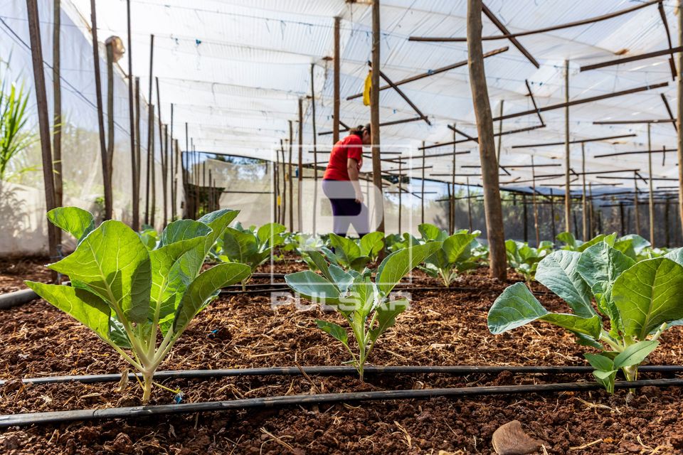 Plantação de couve flor irrigadas por gotejamento em propriedade dedicada a produção agroecológica em sis