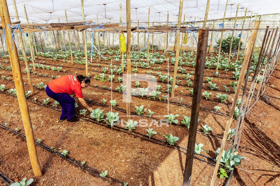 Plantação de brócolis irrigada por gotejamento em propriedade dedicada a produção agroecológica em siste