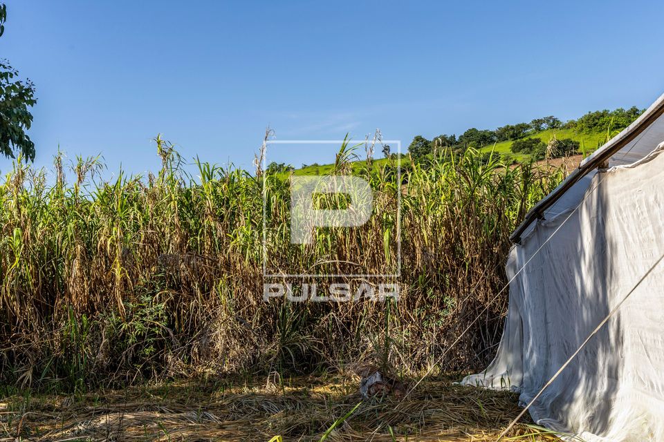 Barreira vegetal em propriedade dedicada a produção agroecológica em sistema agroflorestal no Assentamento 