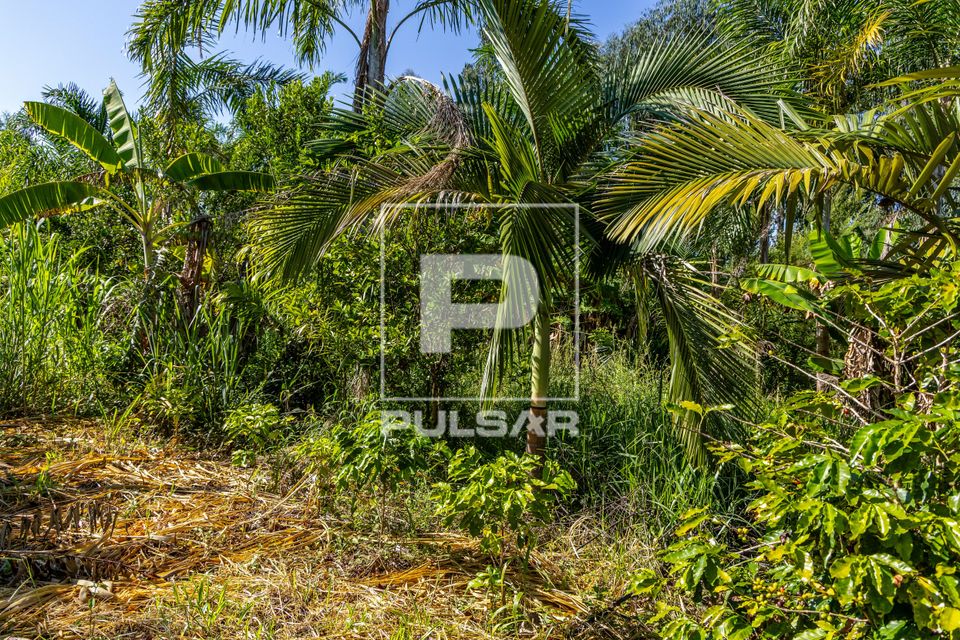 Plantação de café e palmito pupunha em propriedade dedicada a produção agroecológica em sistema agroflor