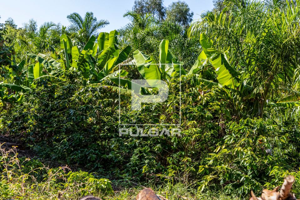 Plantação de café e bananas em propriedade dedicada a produção agroecológica em sistema agroflorestal no