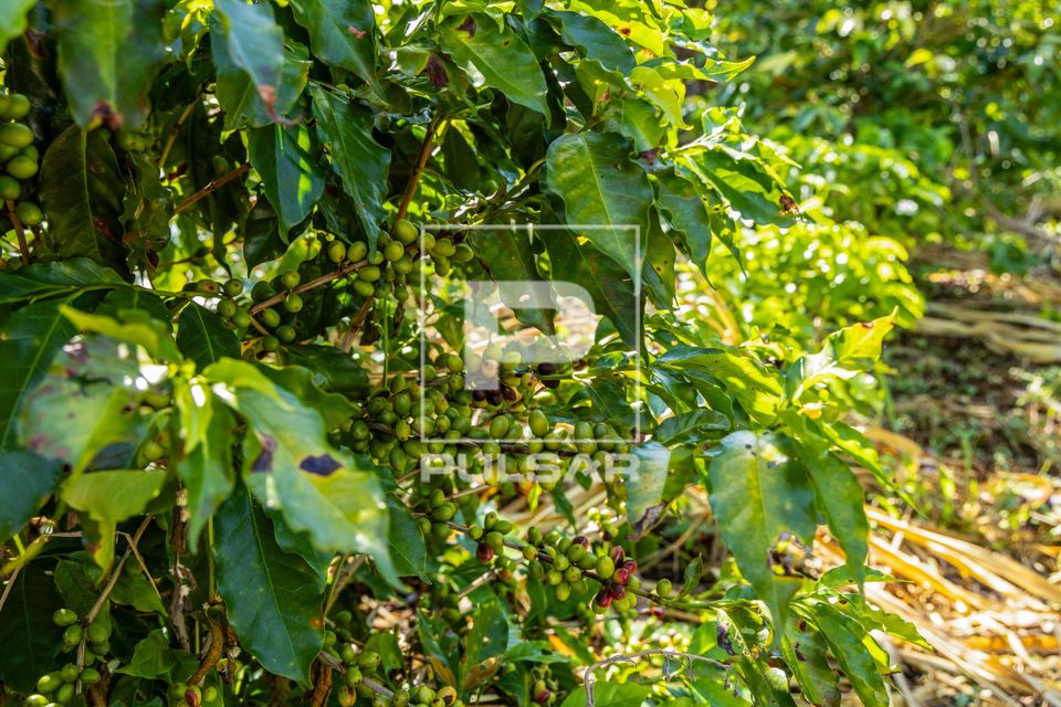 Plantação de café em propriedade dedicada a produção agroecológica em sistema agroflorestal no Assentame