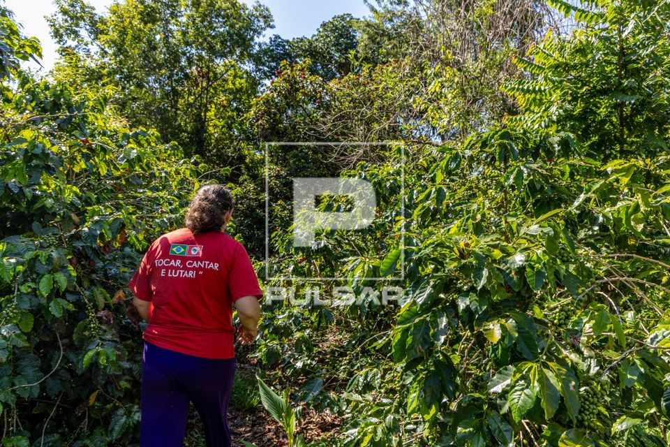 Agricultora em meio à plantação de café em propriedade dedicada a produção agroecológica em sistema agr
