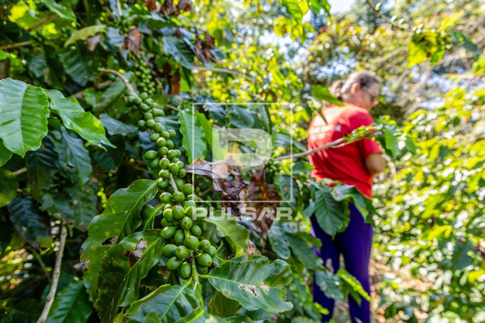 Plantação de café em propriedade dedicada a produção agroecológica em sistema agroflorestal no Assentame