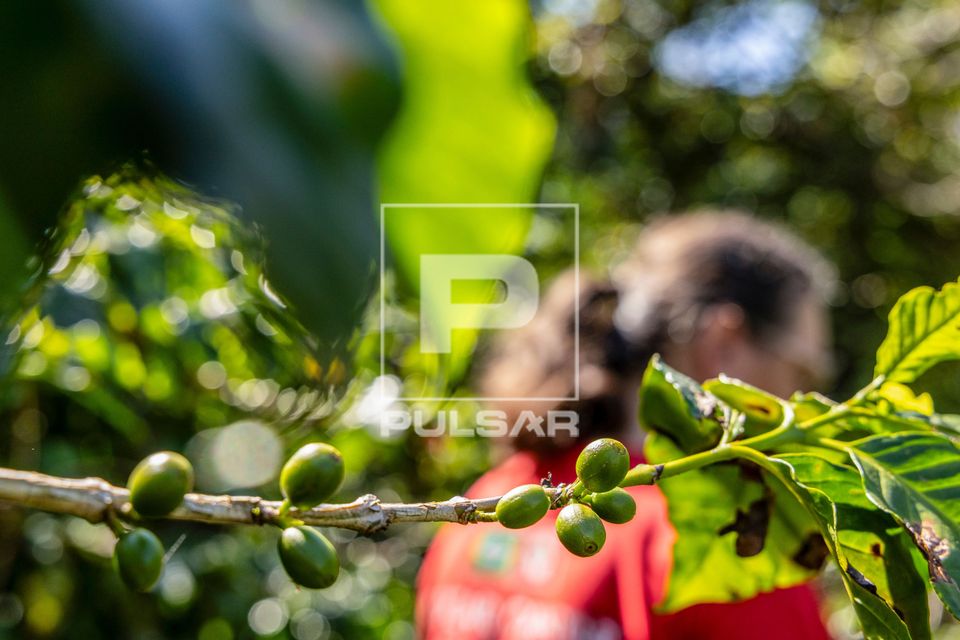 Ramo de café em propriedade dedicada a produção agroecológica em sistema agroflorestal no Assentamento Eli