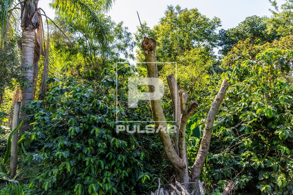 Plantação de café em propriedade dedicada a produção agroecológica em sistema agroflorestal no Assentame
