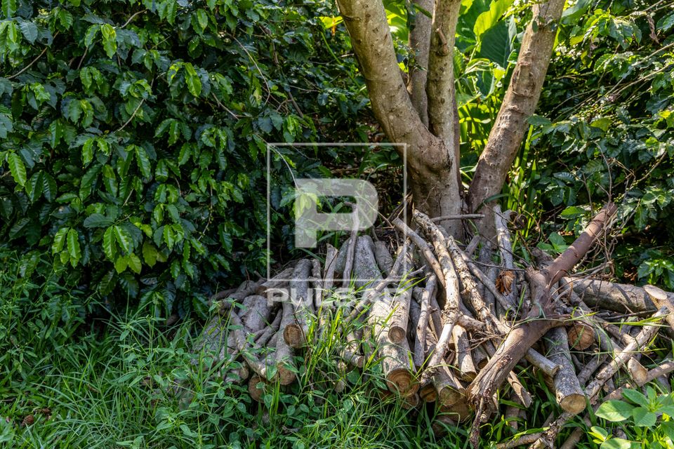 Plantação de café e lenhas resultante de podas de árvores em propriedade dedicada a produção agroecológ