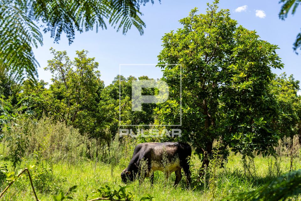 Gado criado em meio à plantação de abacate em propriedade dedicada a produção agroecológica em sistema a