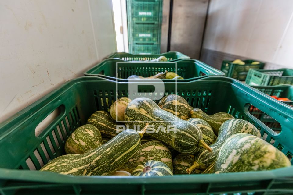 Abobrinhas armazenadas em câmara fria - após são distribuídos para merenda escolar Complexo Agroindustrial