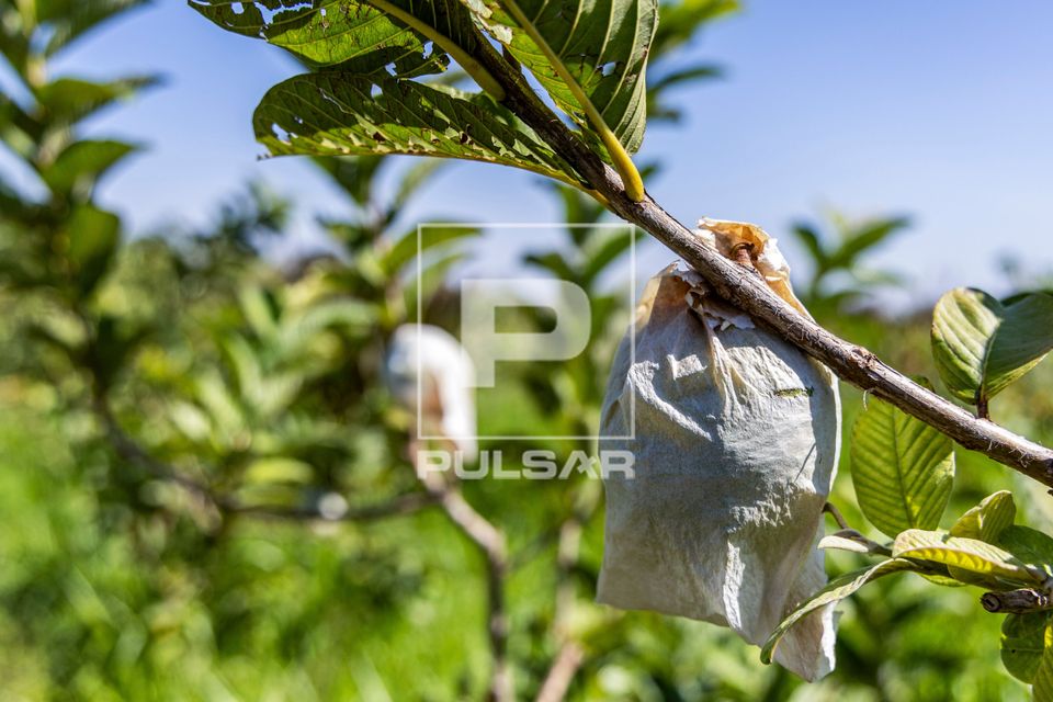 Ensacamento de goiaba com papel para proteção de insetos no Assentamento Eli Vive - MST Movimento dos Trabal