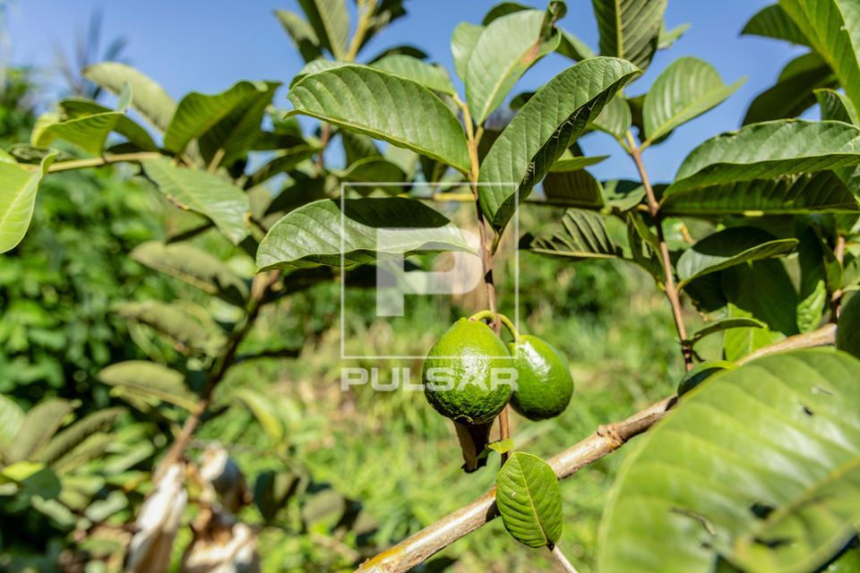Plantação de goiaba no Assentamento Eli Vive - MST Movimento dos Trabalhadores Rurais Sem Terra - distrito d