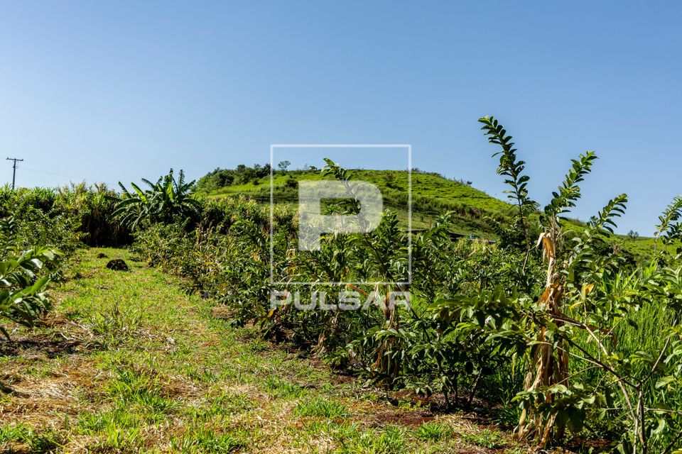 Plantação de goiaba no Assentamento Eli Vive - MST Movimento dos Trabalhadores Rurais Sem Terra - distrito d
