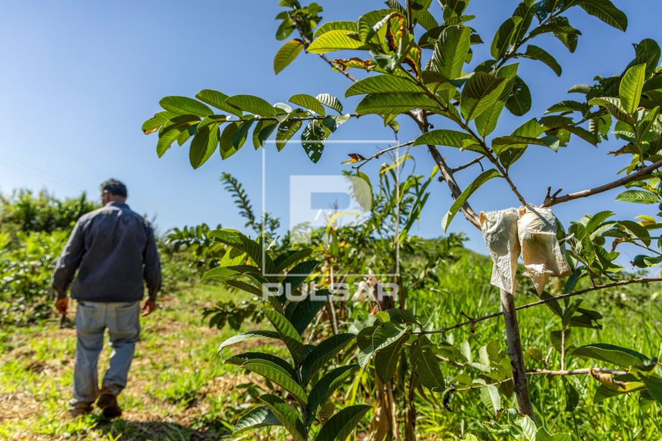 Plantação de goiaba no Assentamento Eli Vive - MST Movimento dos Trabalhadores Rurais Sem Terra - distrito d