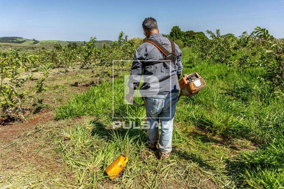 Trabalhador rural roçando mato em meio à plantação de goiaba no Assentamento Eli Vive - MST Movimento dos 