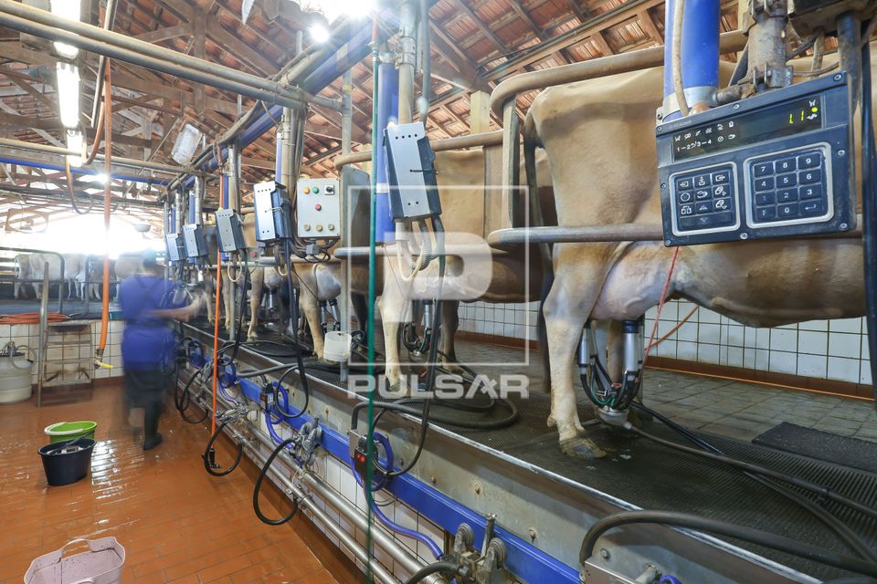Sala de ordenha mecanizada em fazenda produtora de queijo