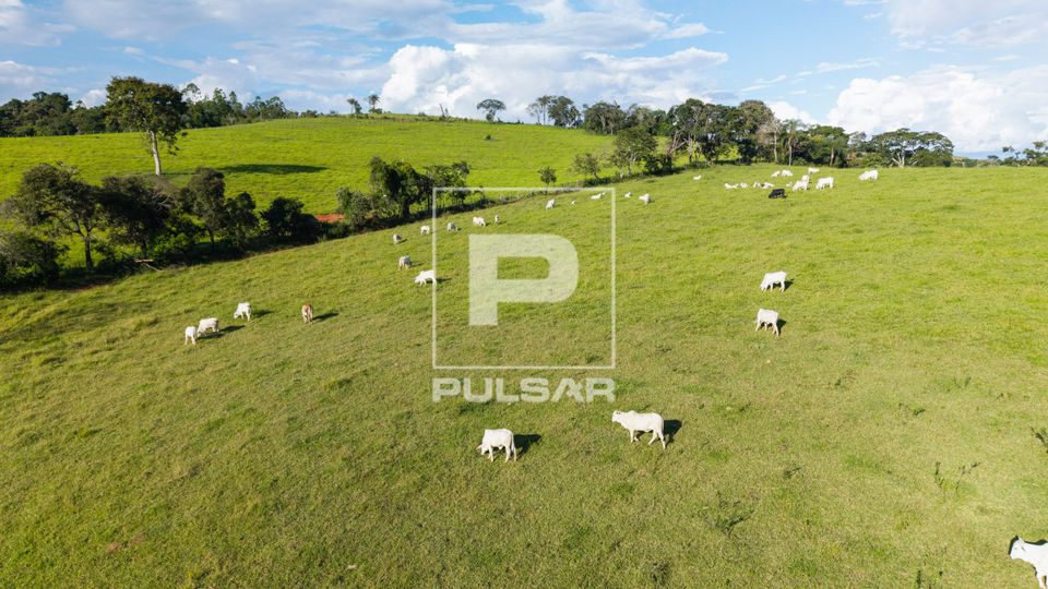 Vista de drone de gado em pastagem