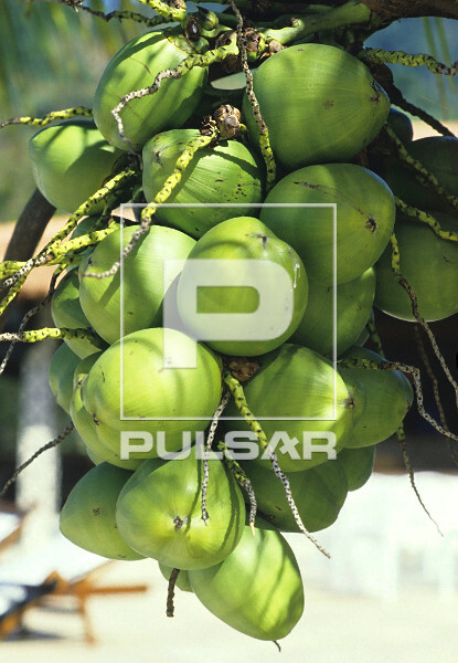 Coco verde | Pulsar Imagens | Banco imagens do Brasil
