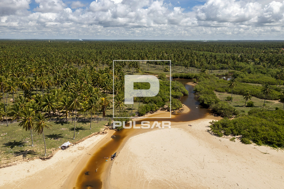 Vista de drone de coqueiral na Praia do Peba