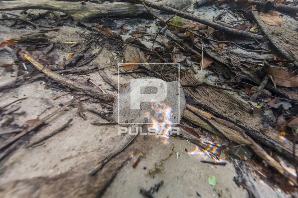 Arraia - Urobatis sp - no Rio Triste