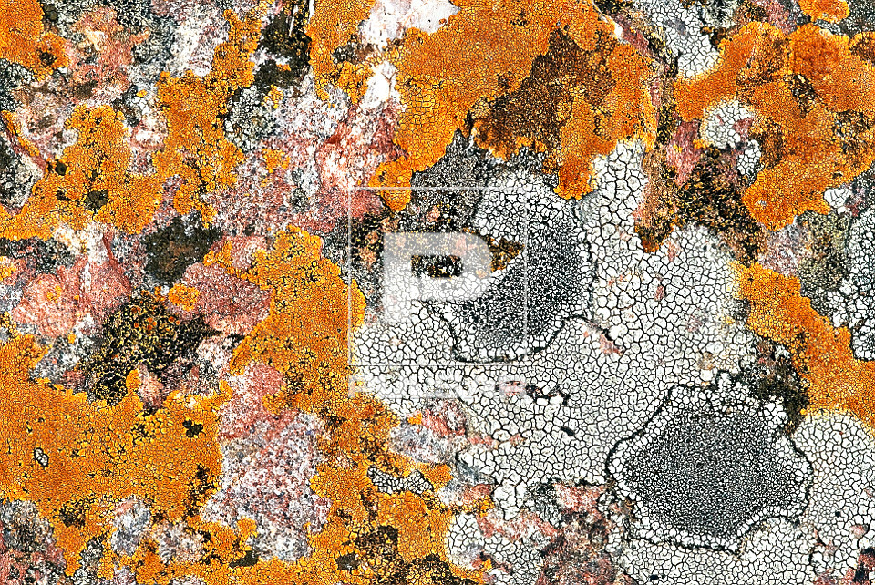 Textura de liquens em rocha