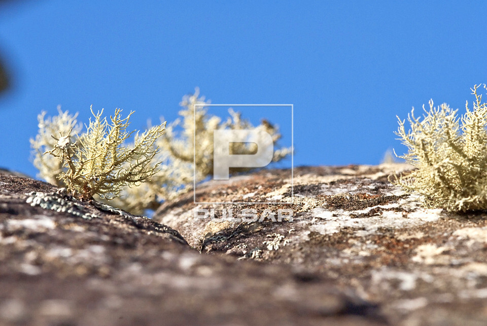 Detalhe de musgos e liquens no cerrado rupestre de altitude