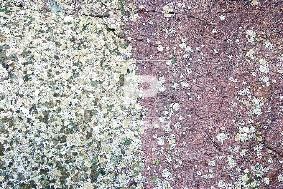 Textura de liquens em rocha