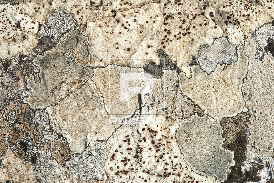 Textura de liquens em rocha