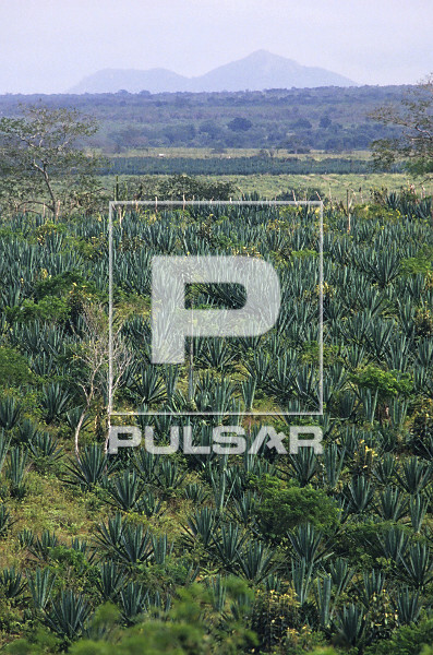 Agricultura - Sisal