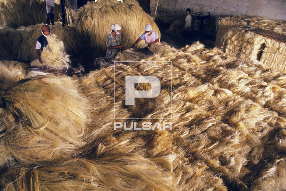  Trabalho Infantil- Sisal