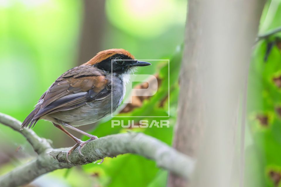 Cuspidor-de-máscara-preta ou chupa-dente-de-máscara - Conopophaga sp