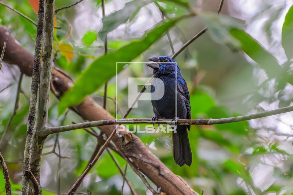 Azulão-da-amazônia ou azulão-da-mata