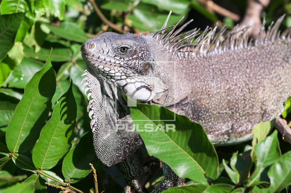 Iguana ou iguana-verde