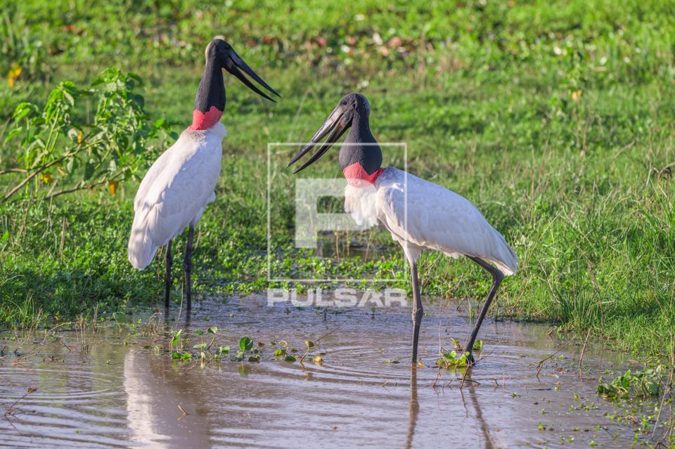 Tuiuiús - Pantanal