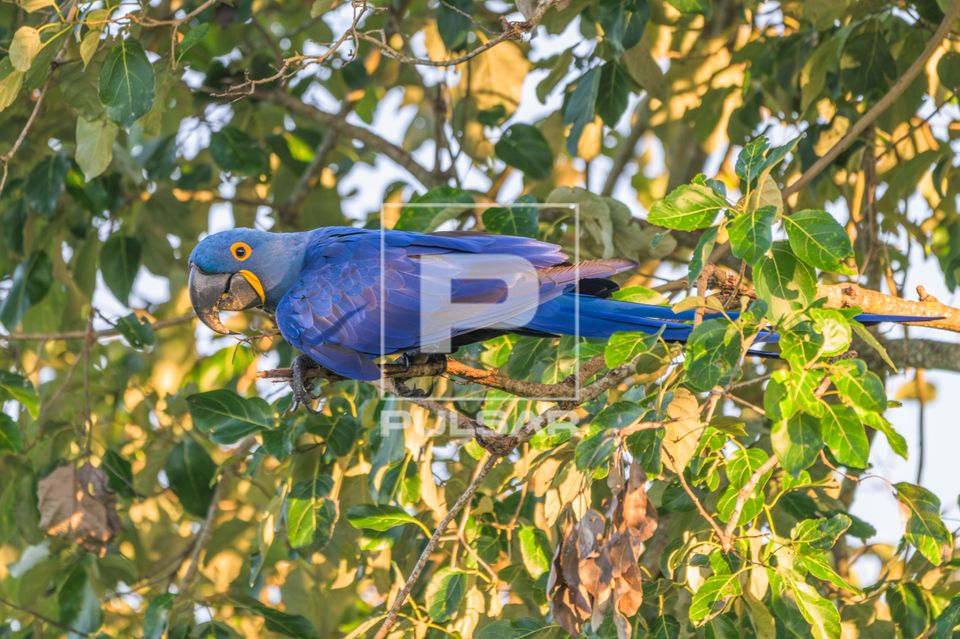 Arara-azul-grande ou arara-preta , arara-una e arara-hiacinta - espécie ameaçada de extinção