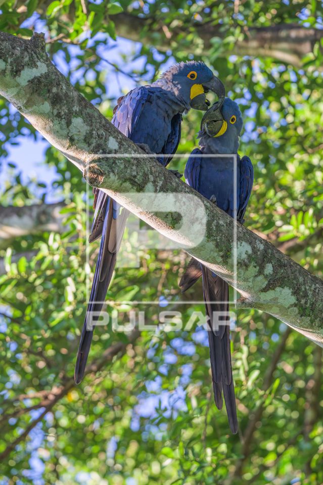 Casal de arara-azul-grande ou arara-preta , arara-una e arara-hiacinta - espécie ameaçada de extinção
