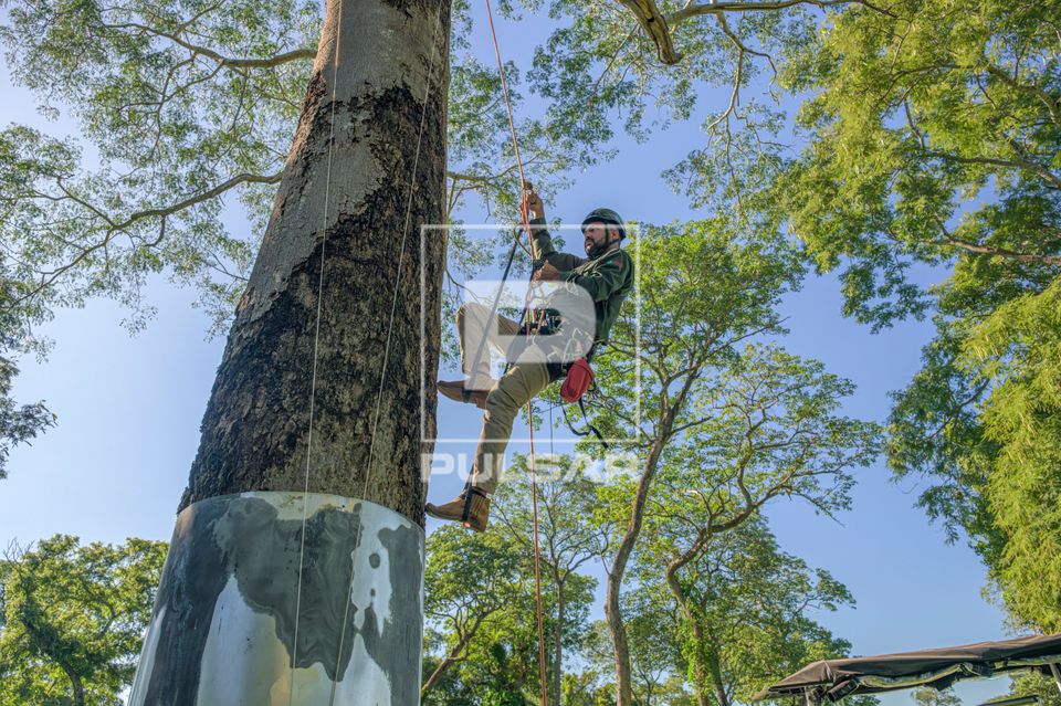 Monitoramento de ninhos de arara-azul-grande realizado pelo Instituto Arara Azul