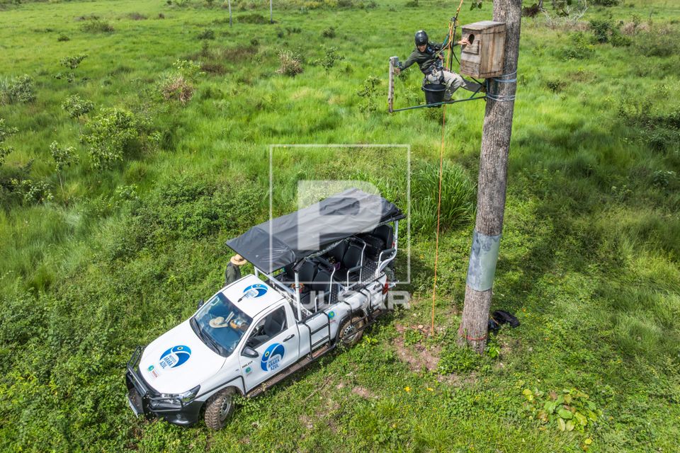 Monitoramento de ninhos de arara-azul-grande realizado pelo Instituto Arara Azul