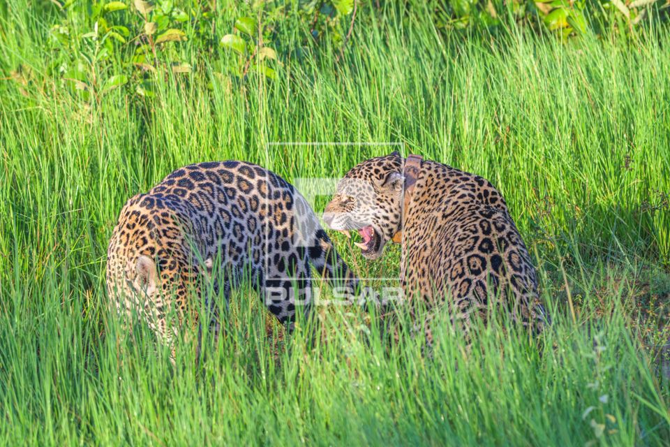 Onça-pintada - Pantanal