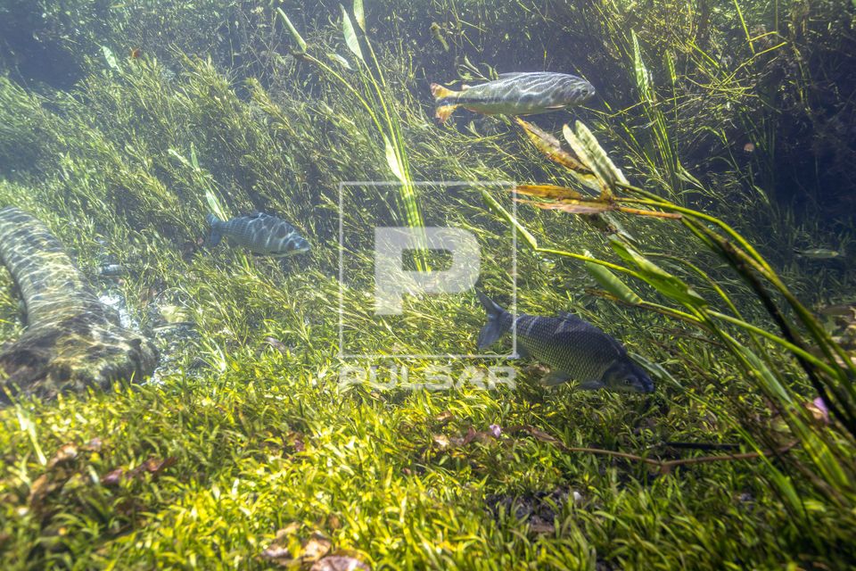 Peixes corimbatá e piraputanga no Rio Sucuri - Complexo Pantanal
